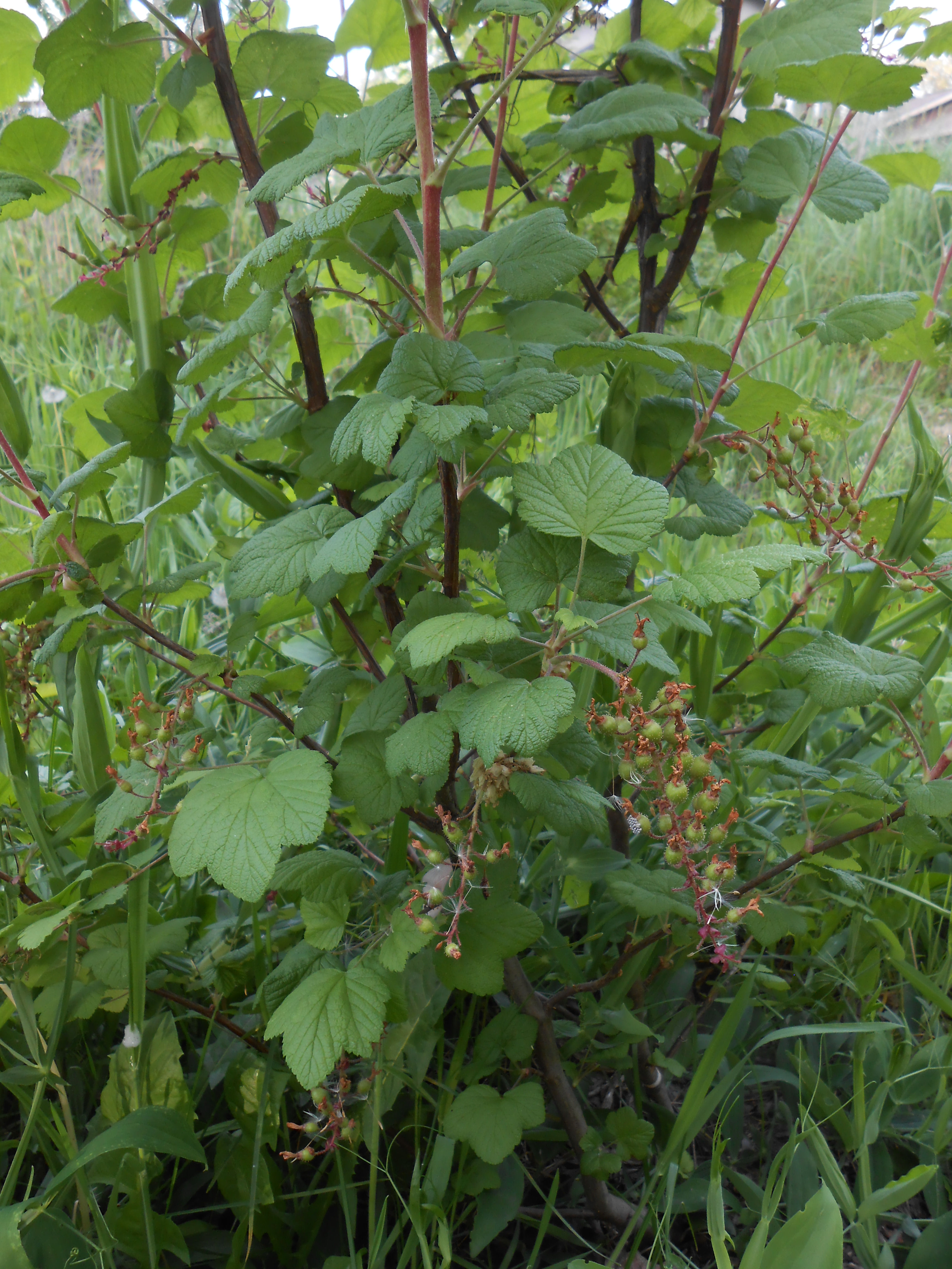 MeadowRibesFruiting – Friends of Baltimore Woods